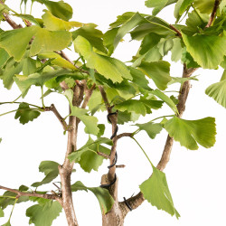 Ginkgo biloba - B5407