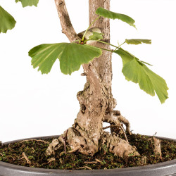 Ginkgo biloba - B5407