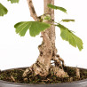 Ginkgo biloba - B5407