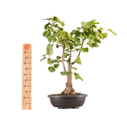 Ginkgo biloba - B5407