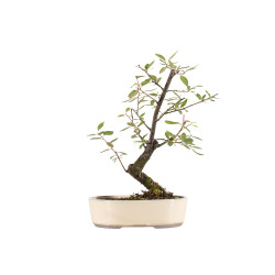 Prunus spinosa - B5408