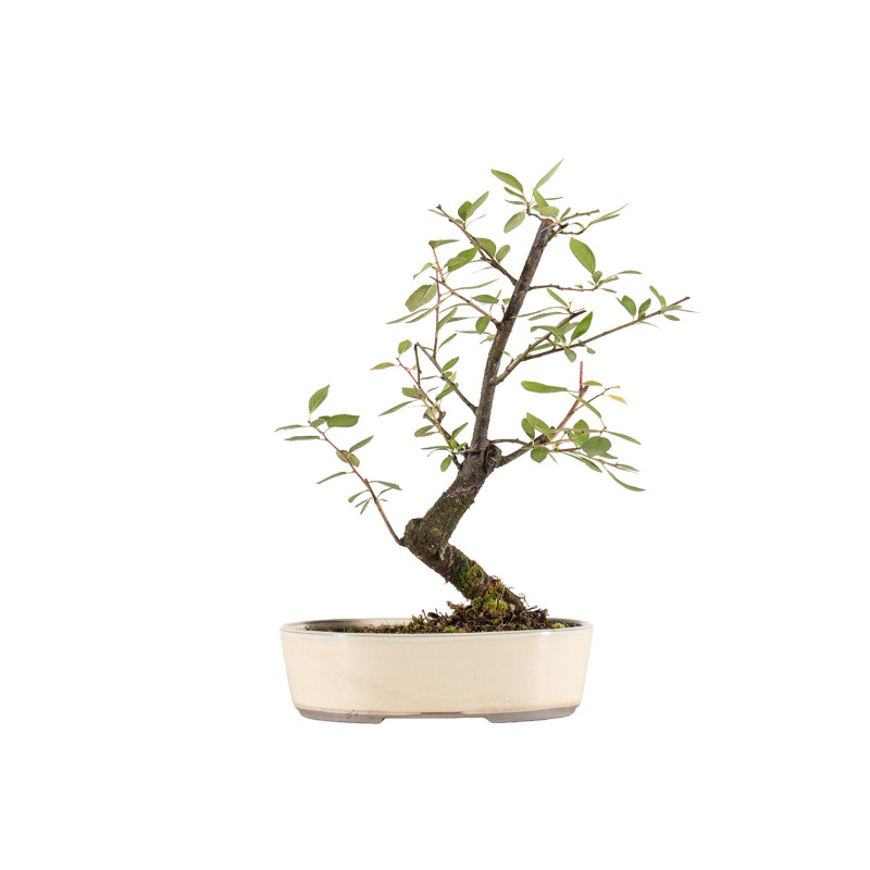 Prunus spinosa - B5408