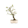 Prunus spinosa - B5408
