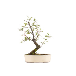 Prunus spinosa - B5408