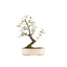 Prunus spinosa - B5408