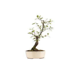 Prunus spinosa - B5408