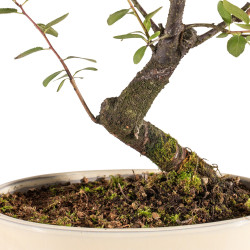 Prunus spinosa - B5408