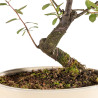 Prunus spinosa - B5408