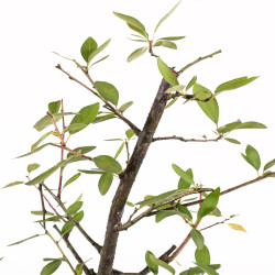Prunus spinosa - B5408