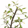 Prunus spinosa - B5408