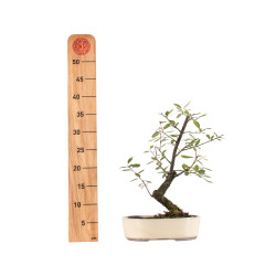 Prunus spinosa - B5408
