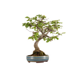 Carpinus spp. - B5409