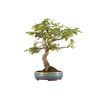 Carpinus spp. - B5409