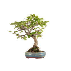 Carpinus spp. - B5409