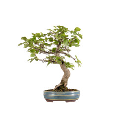 Carpinus spp. - B5409