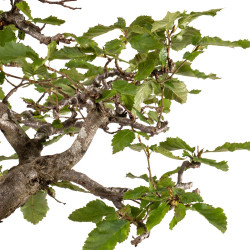 Carpinus spp. - B5409