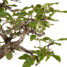 Carpinus spp. - B5409