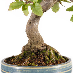 Carpinus spp. - B5409