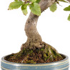 Carpinus spp. - B5409
