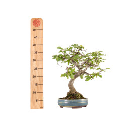 Carpinus spp. - B5409