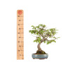 Carpinus spp. - B5409