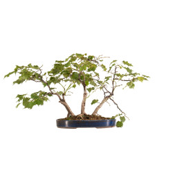 Tilia spp. - B5411