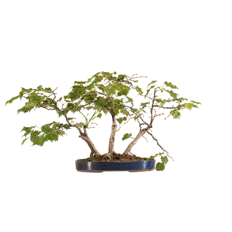 Tilia spp. - B5411