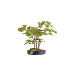 Tilia spp. - B5411
