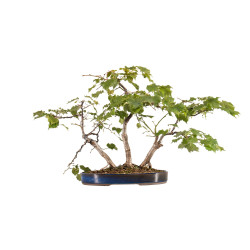 Tilia spp. - B5411