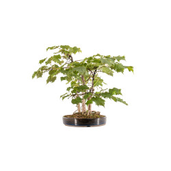 Tilia spp. - B5411