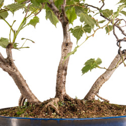 Tilia spp. - B5411