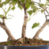 Tilia spp. - B5411