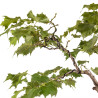 Tilia spp. - B5411