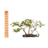 Tilia spp. - B5411