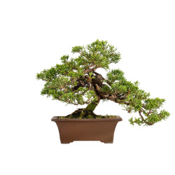 Juniperus Itoigawa - B5404