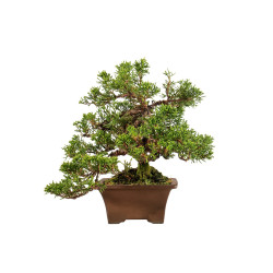 Juniperus Itoigawa - B5404