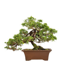 Juniperus Itoigawa - B5404