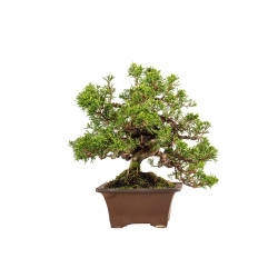 Juniperus Itoigawa - B5404