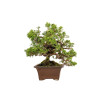 Juniperus Itoigawa - B5404