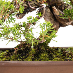 Juniperus Itoigawa - B5404