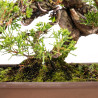 Juniperus Itoigawa - B5404