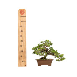 Juniperus Itoigawa - B5404