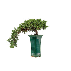 Juniperus Sonare - B5405