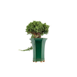 Juniperus Sonare - B5405