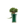 Juniperus Sonare - B5405