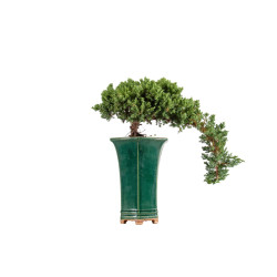 Juniperus Sonare - B5405