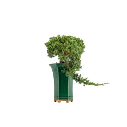 Juniperus Sonare - B5405