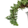 Juniperus Sonare - B5405