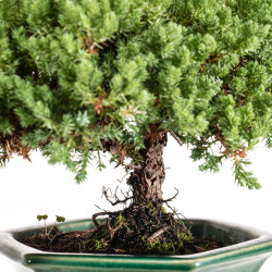 Juniperus Sonare - B5405