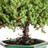 Juniperus Sonare - B5405